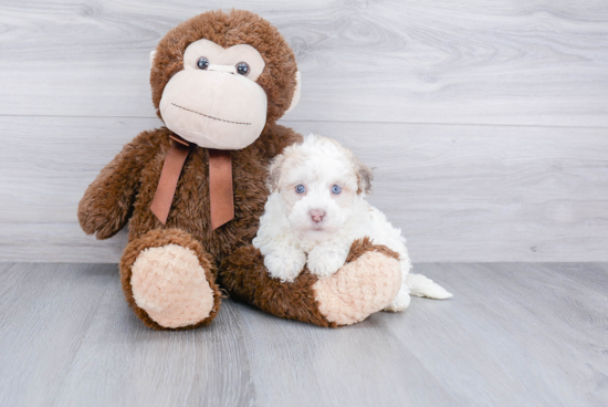 Havanese Pup Being Cute