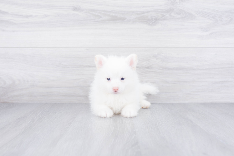 Little Mini Husky Designer Puppy