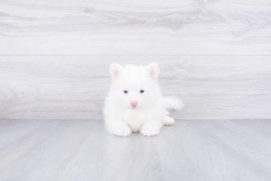 Little Mini Husky Designer Puppy