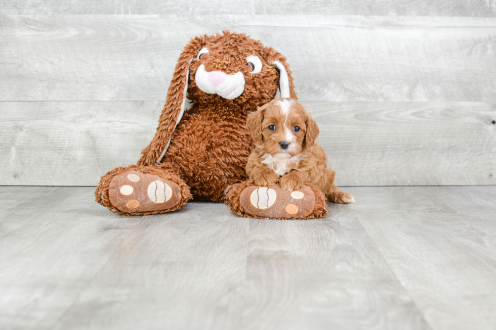 Happy Cavapoo Baby