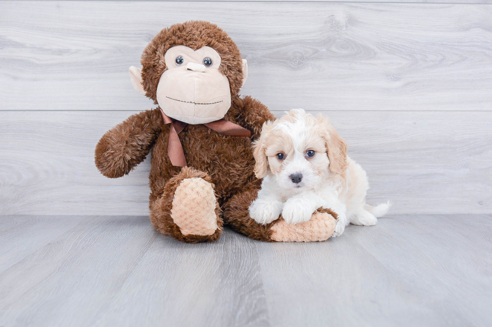 Funny Cavachon Designer Pup