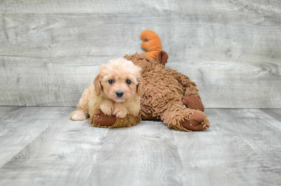 Cavachon Pup Being Cute