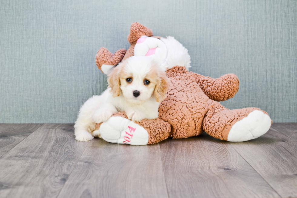 Hypoallergenic Cavalier Designer Puppy