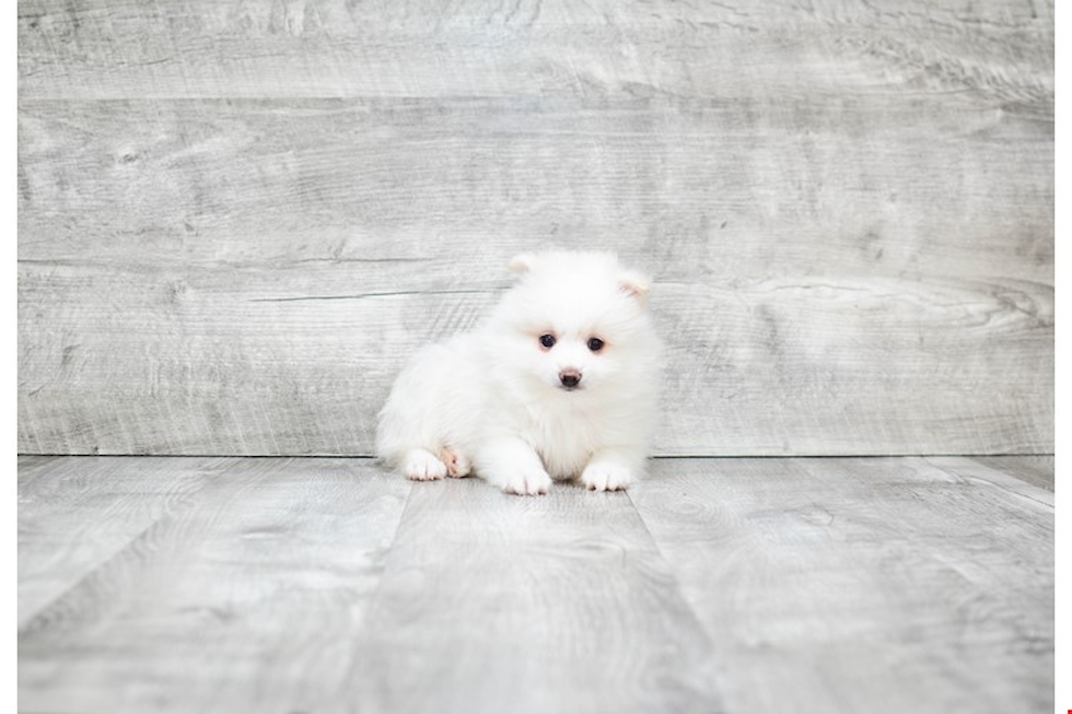 Pomeranian Pup Being Cute