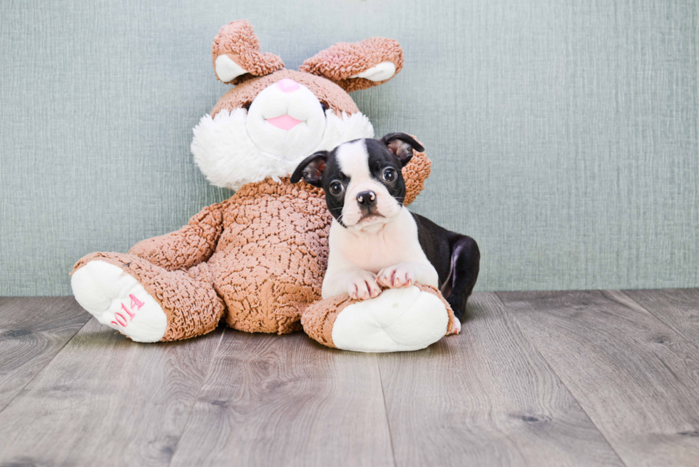 Fluffy Boston Terrier Purebred Puppy