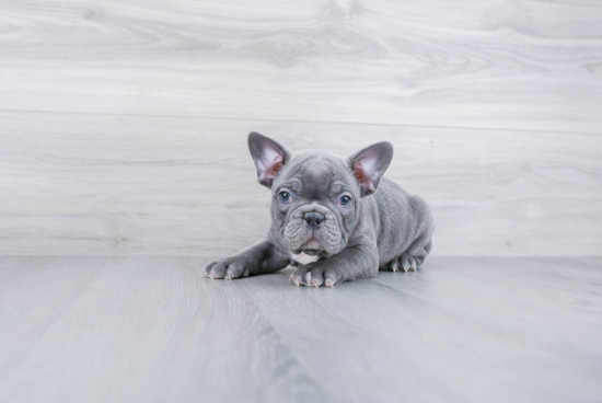 French Bulldog Pup Being Cute