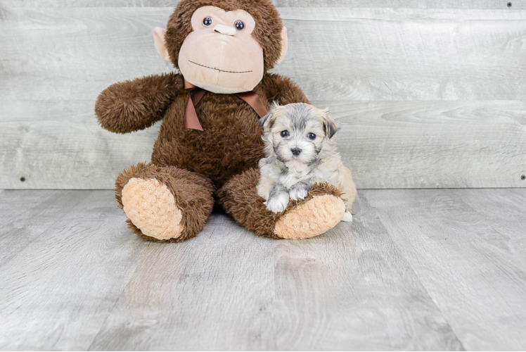 Cute Havanese Purebred Puppy