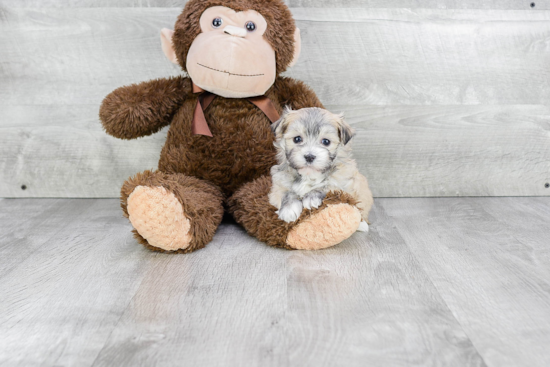 Cute Havanese Purebred Puppy