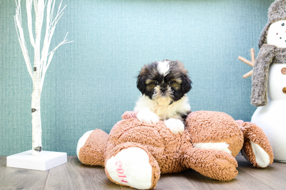 Little Shichon Designer Puppy