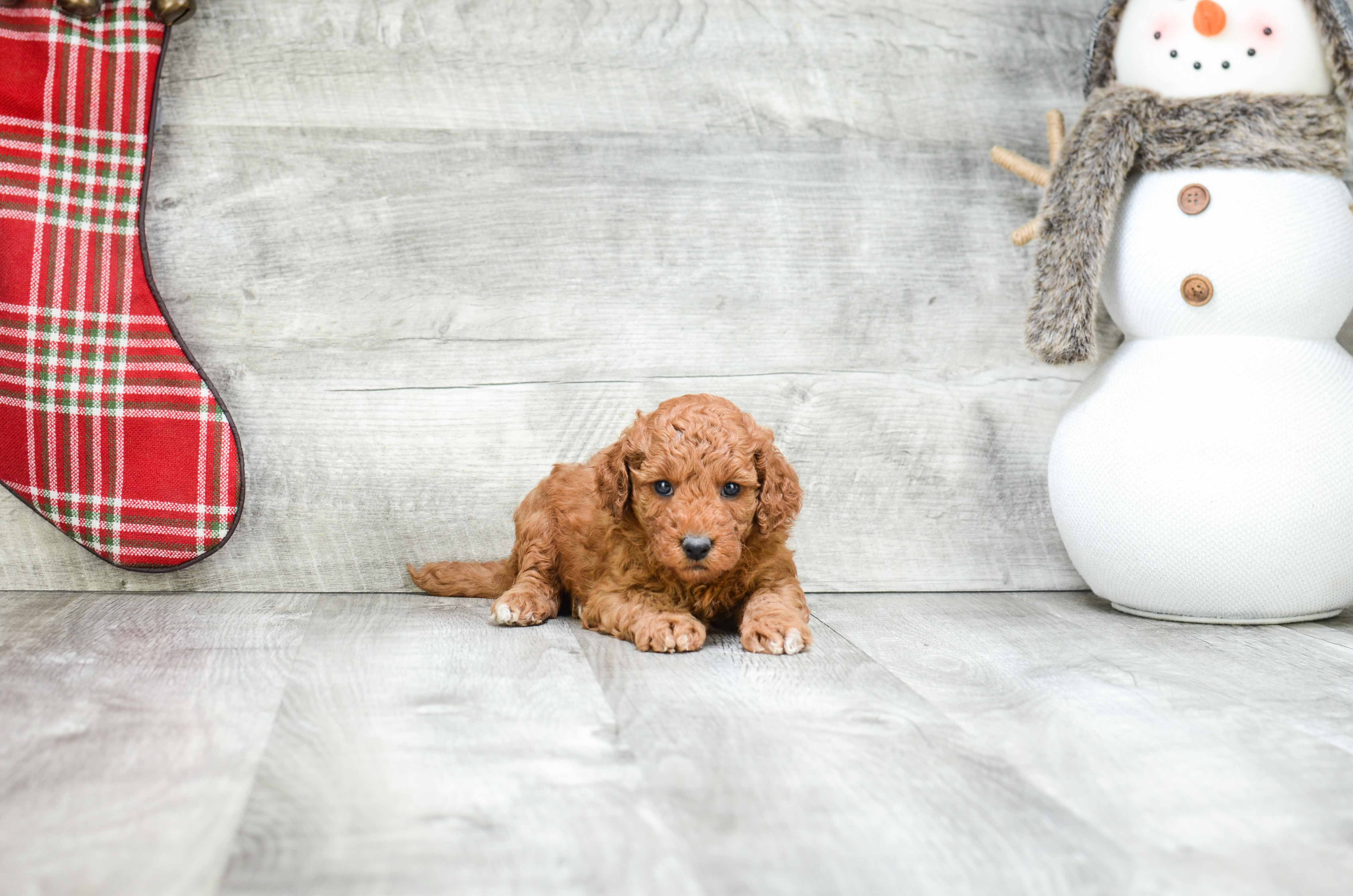 Little Golden Retriever Poodle Mix Puppy