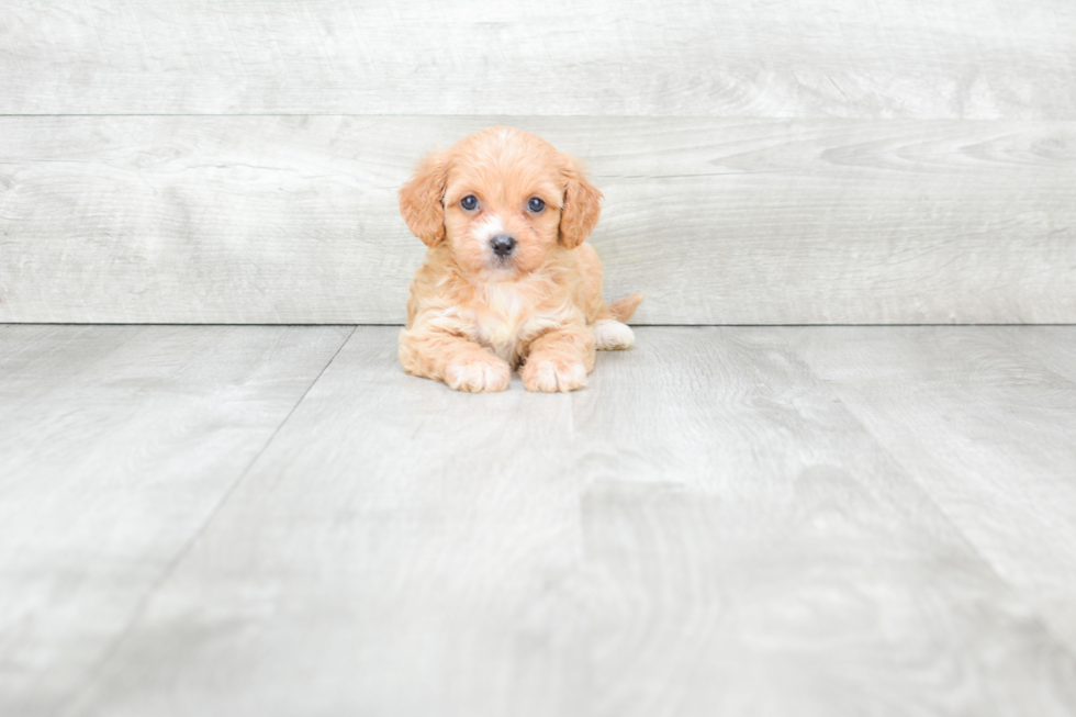 Best Cavapoo Baby