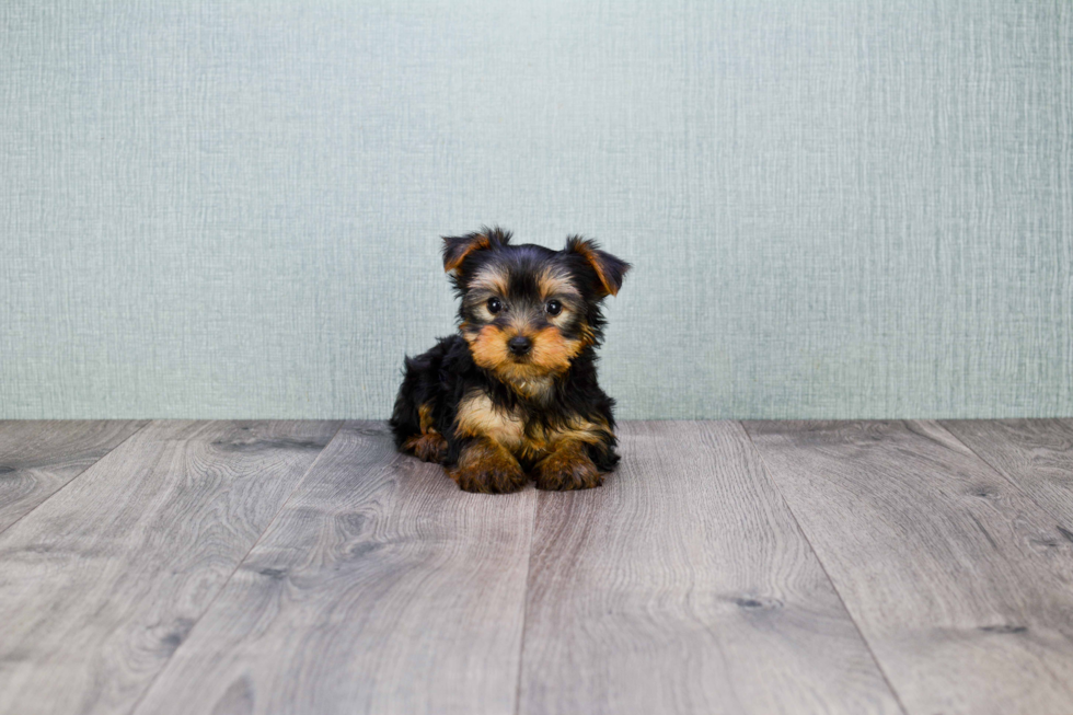 Meet Mindy - our Yorkshire Terrier Puppy Photo 