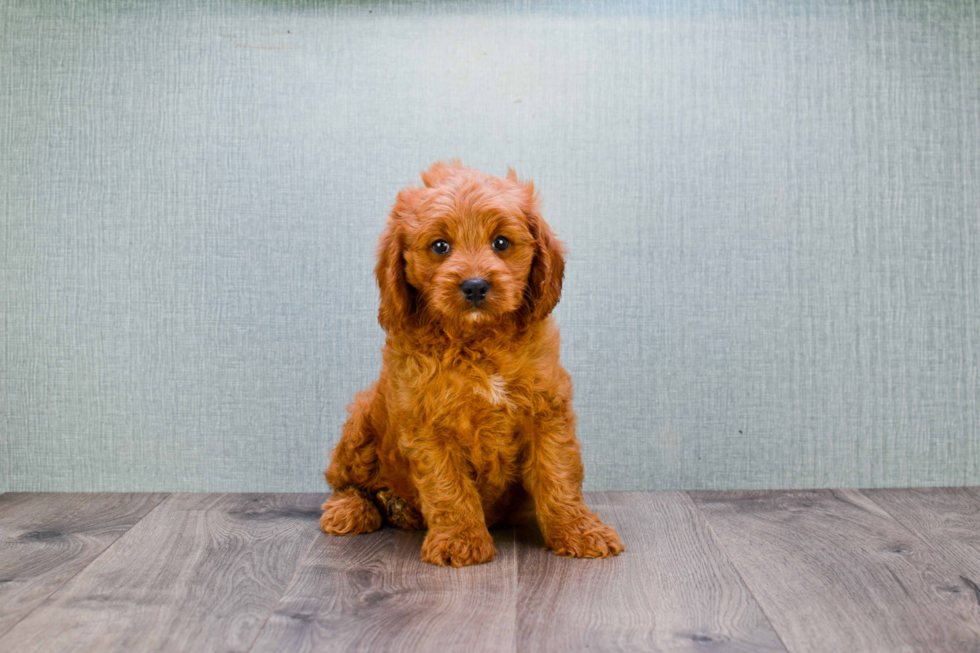 Mini Goldendoodle Pup Being Cute