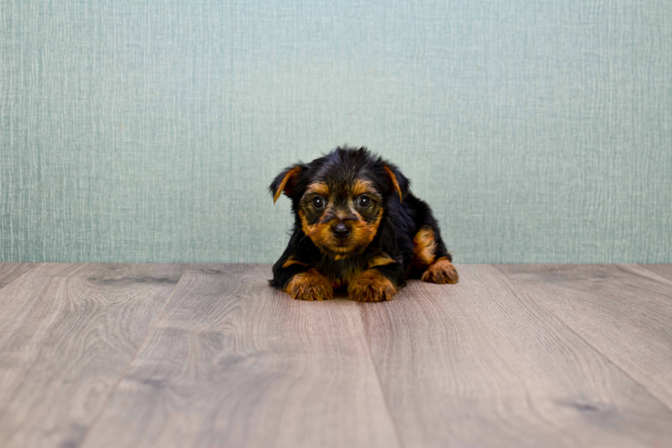 Meet Jeremy - our Yorkshire Terrier Puppy Photo 