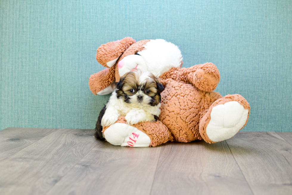 Teddy Bear Pup Being Cute