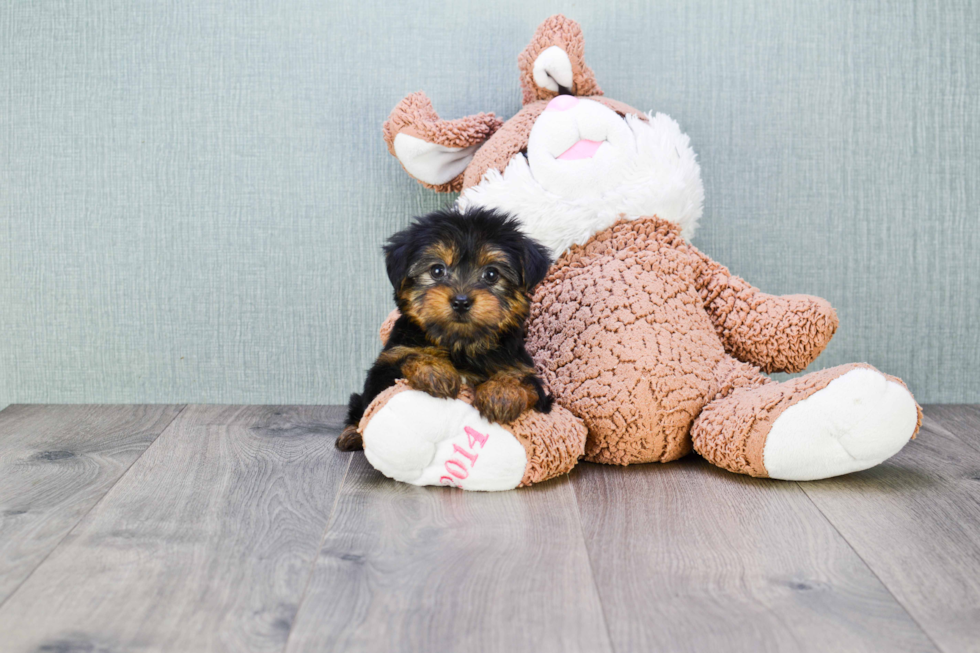 Meet Izzie - our Yorkshire Terrier Puppy Photo 