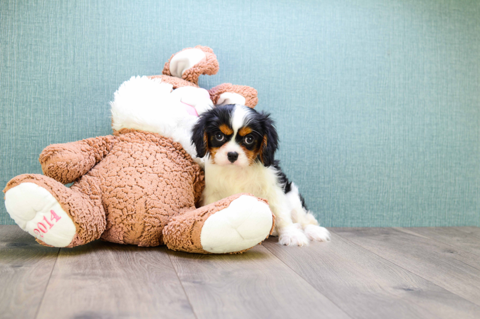 Cavalier King Charles Spaniel Pup Being Cute