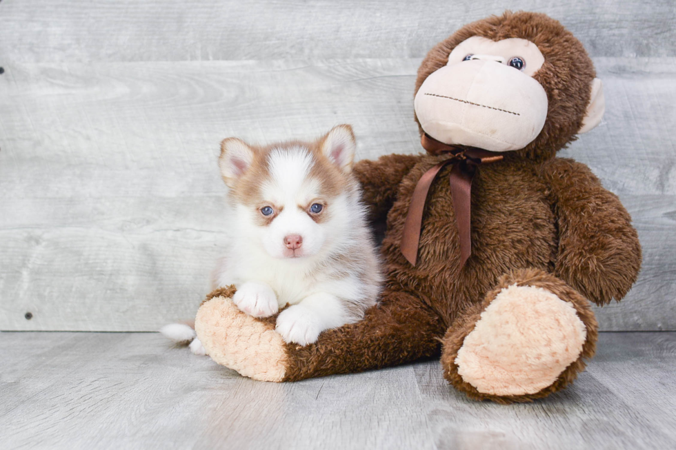 Small Pomsky Baby