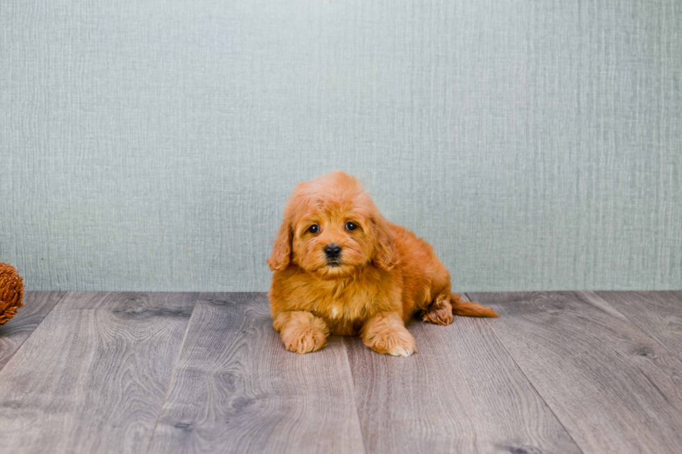 Mini Goldendoodle Pup Being Cute