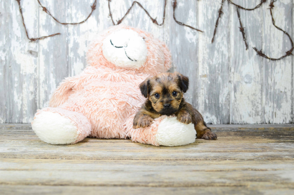 Best Shorkie Baby