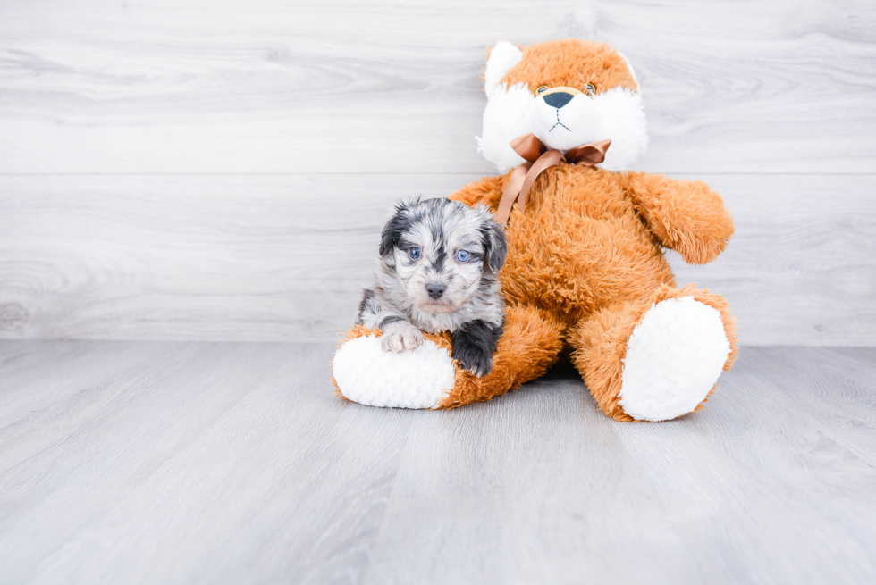 Mini Aussiedoodle Puppy for Adoption