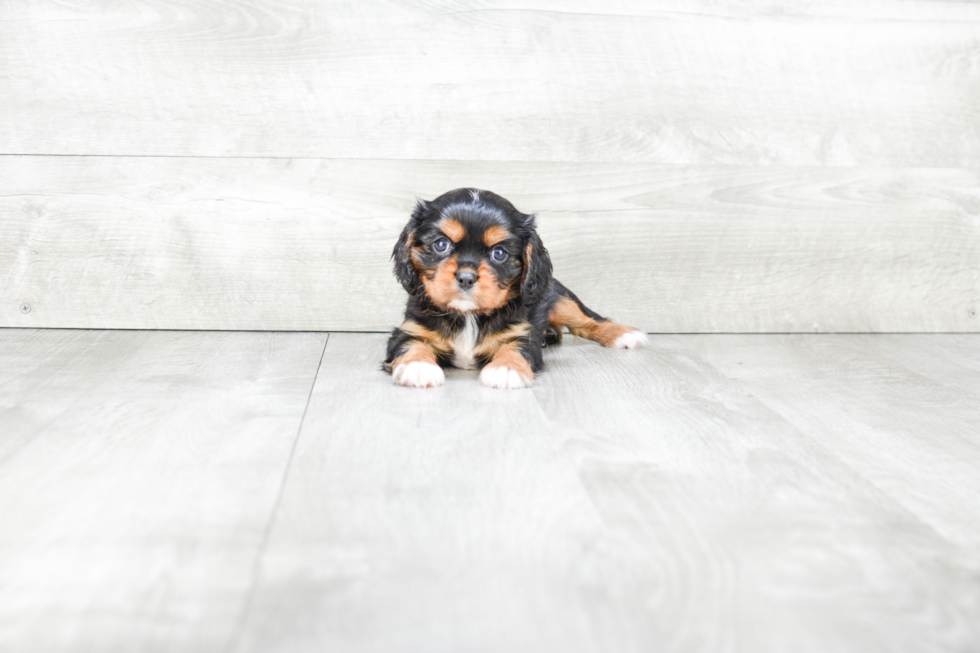 Cavalier King Charles Spaniel Pup Being Cute