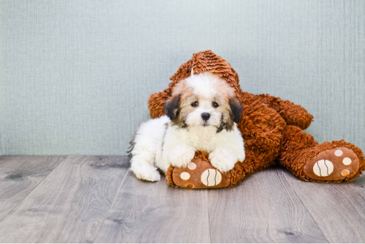 Havanese Pup Being Cute