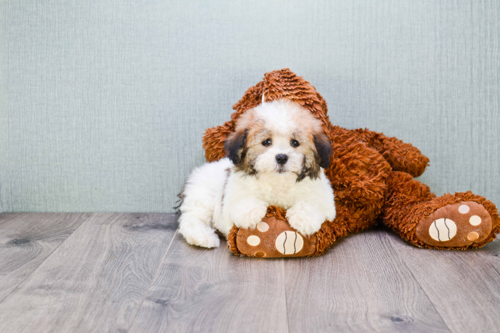 Havanese Pup Being Cute