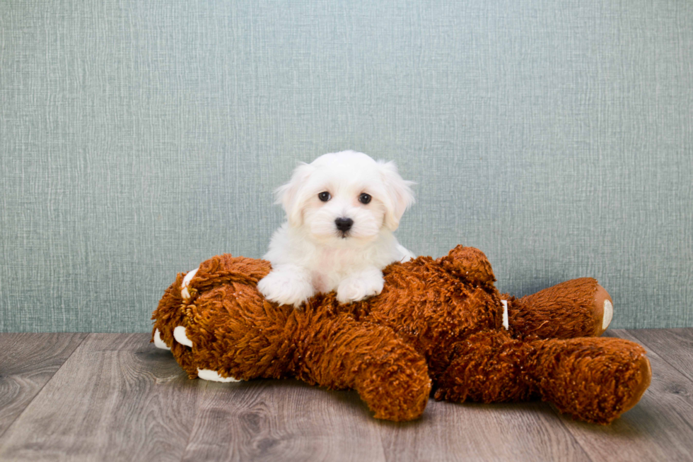 Little Maltepoo Poodle Mix Puppy