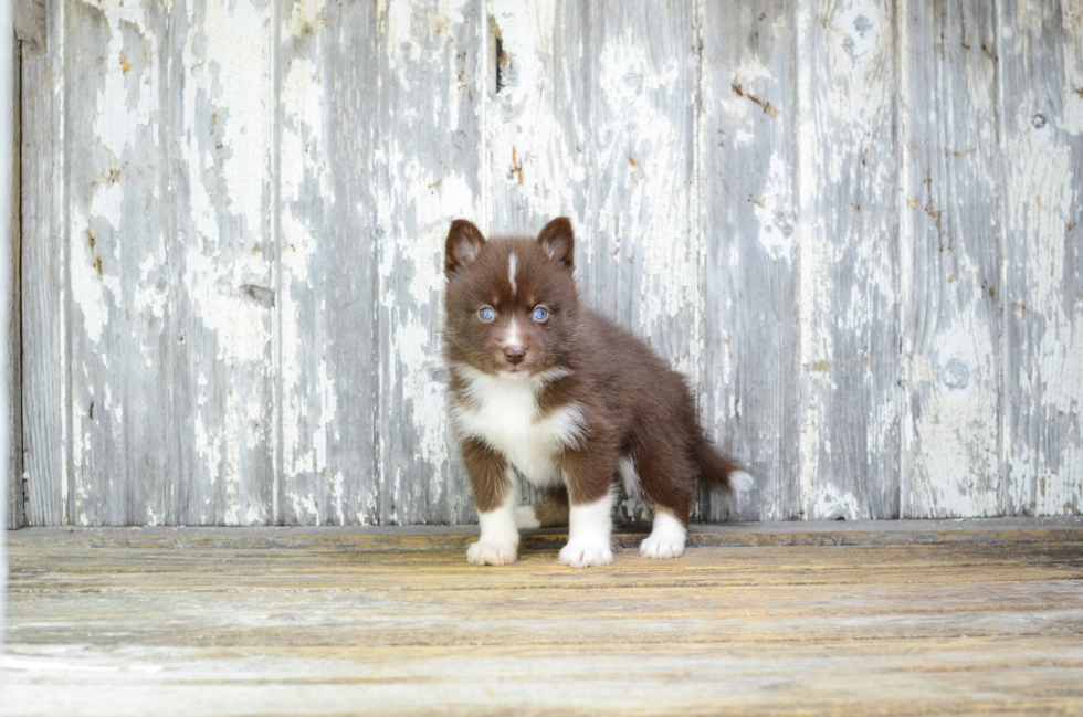 Hypoallergenic Mini Husky Designer Puppy