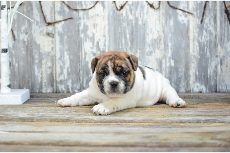 Cute English Bulldog Mix Pup