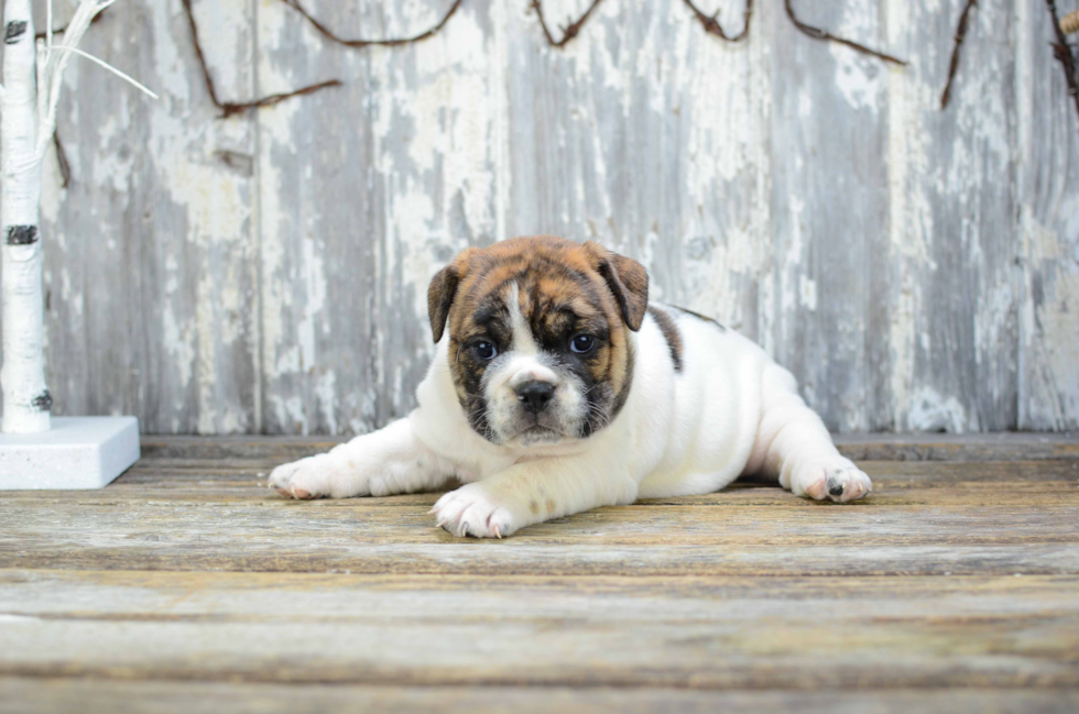 Cute English Bulldog Mix Pup