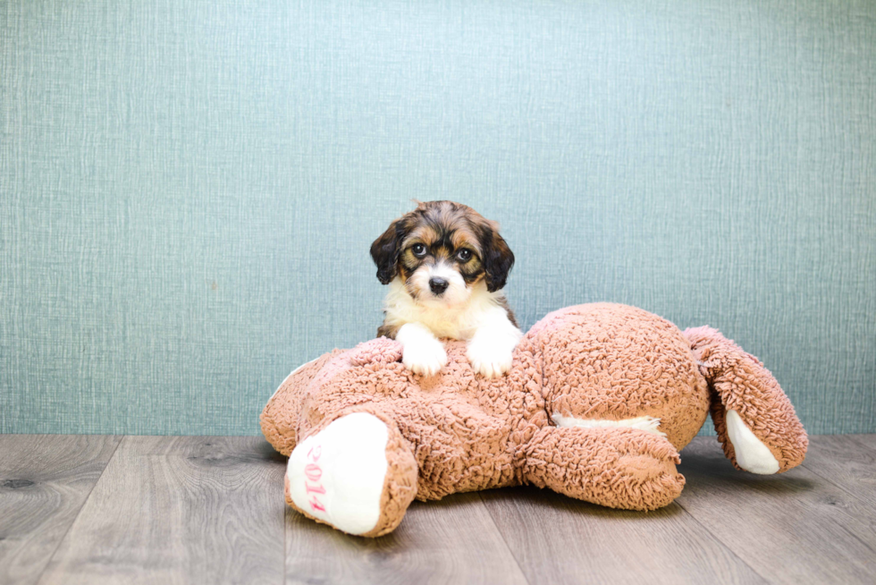 Cute Cavachon Baby