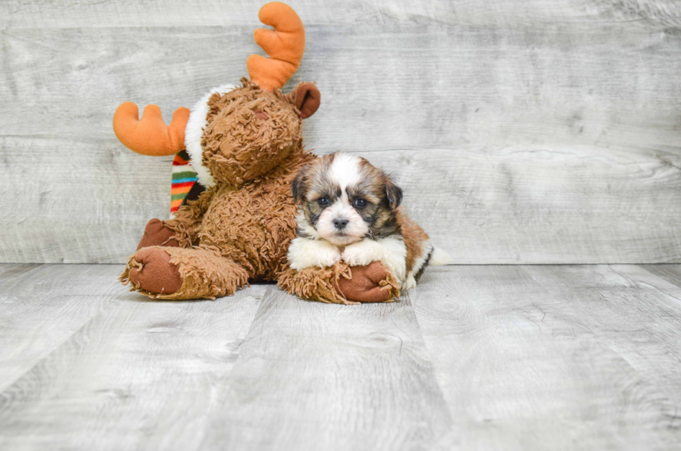 Teddy Bear Pup Being Cute