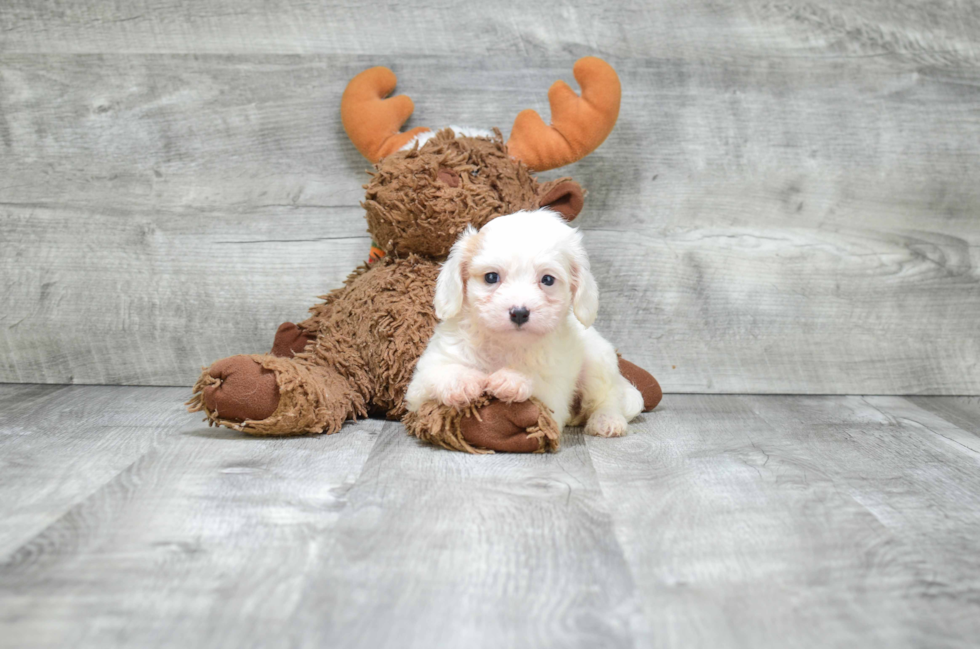 Cavachon Puppy for Adoption