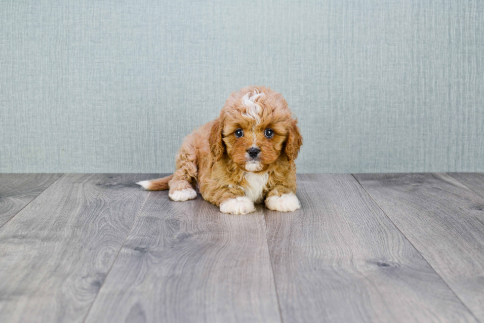 Smart Cavapoo Poodle Mix Pup