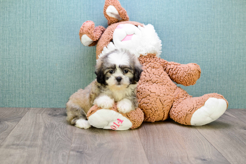 Popular Teddy Bear Designer Pup