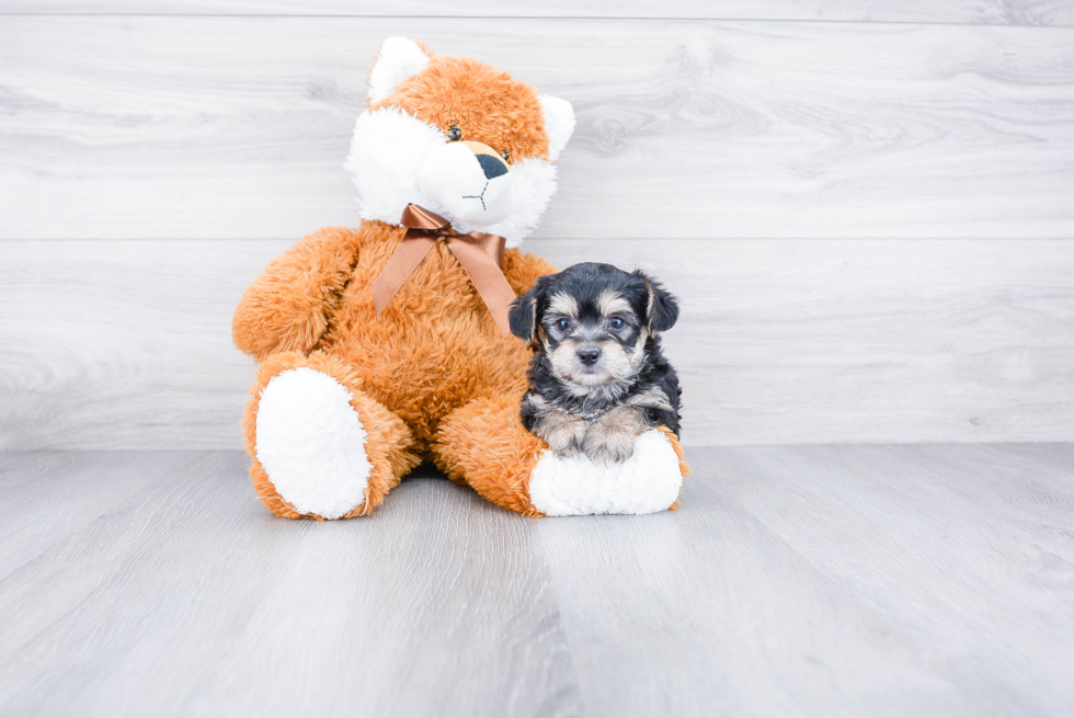 Morkie Puppy for Adoption