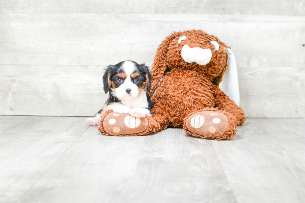 Cavalier King Charles Spaniel Puppy for Adoption