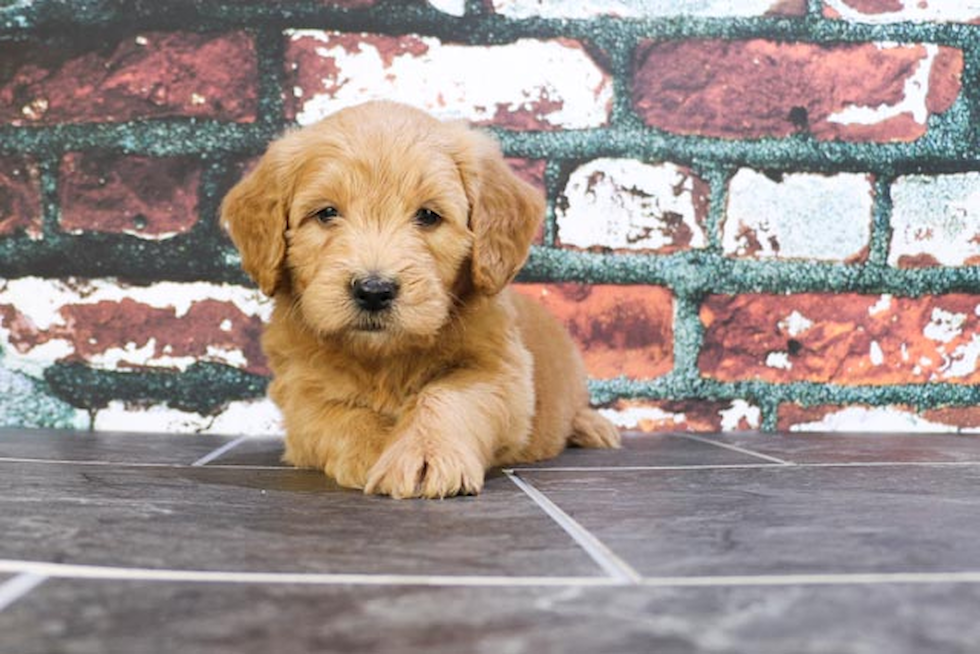 Best Mini Goldendoodle Baby