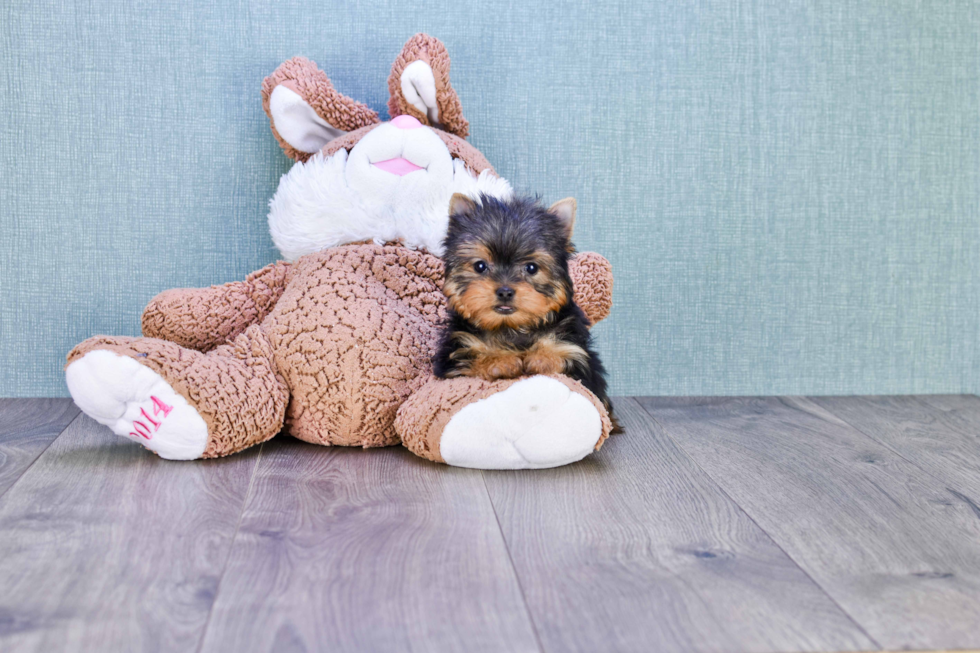 Meet Giselle - our Yorkshire Terrier Puppy Photo 