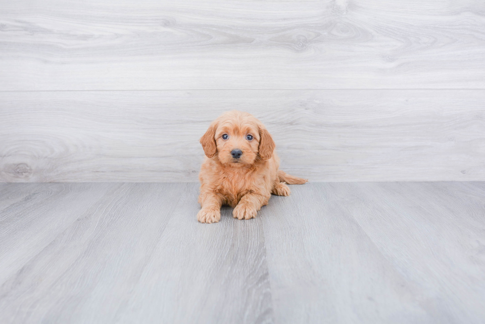 Mini Goldendoodle Puppy for Adoption