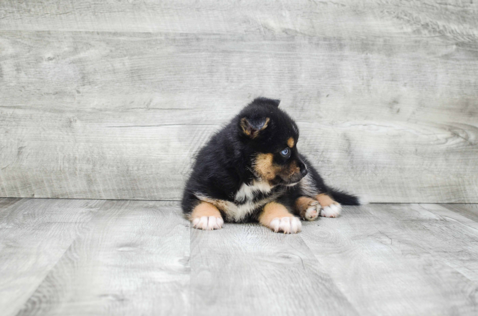 Happy Pomsky Baby