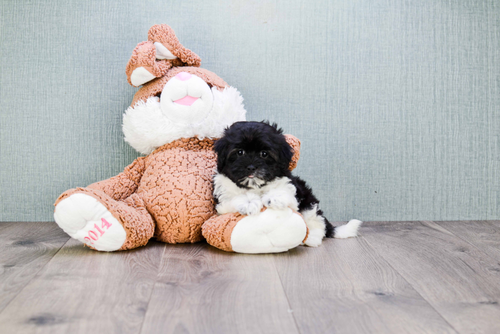 Hypoallergenic Havanese Baby