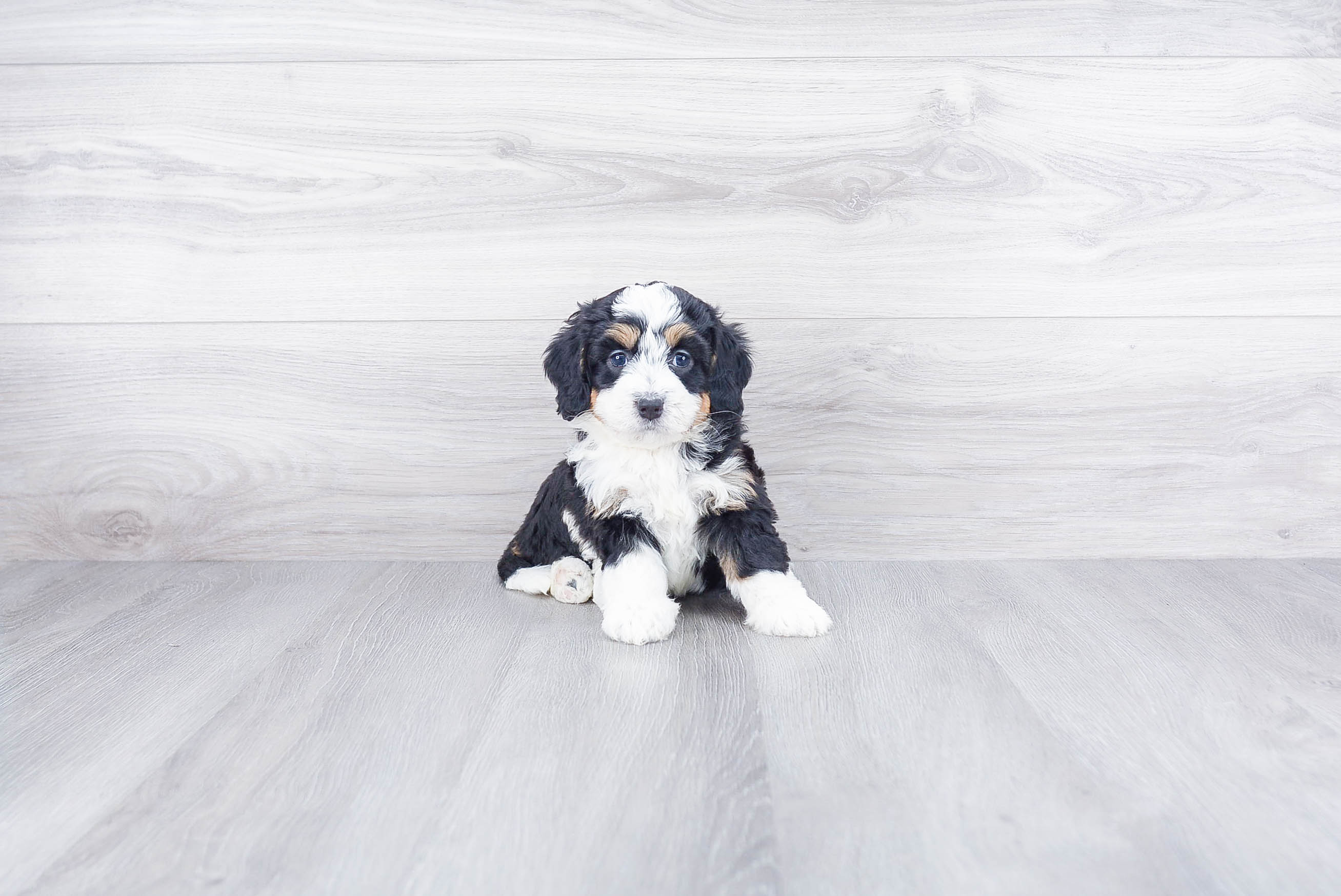 Best Mini Bernedoodle Baby