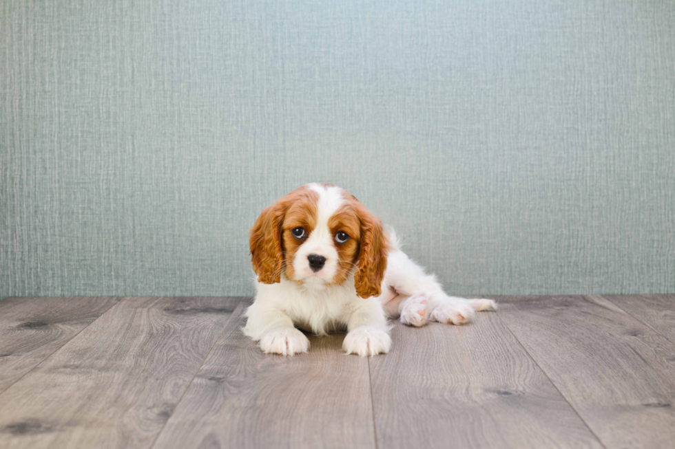 Best Cavalier King Charles Spaniel Baby