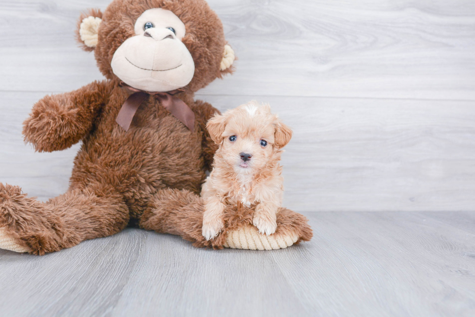 Maltipoo Puppy for Adoption