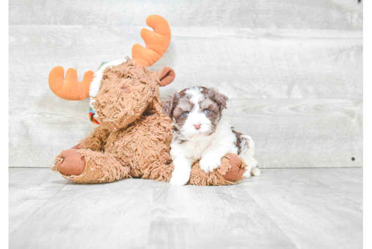 Playful Havanese Baby