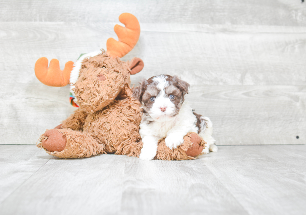 Playful Havanese Baby