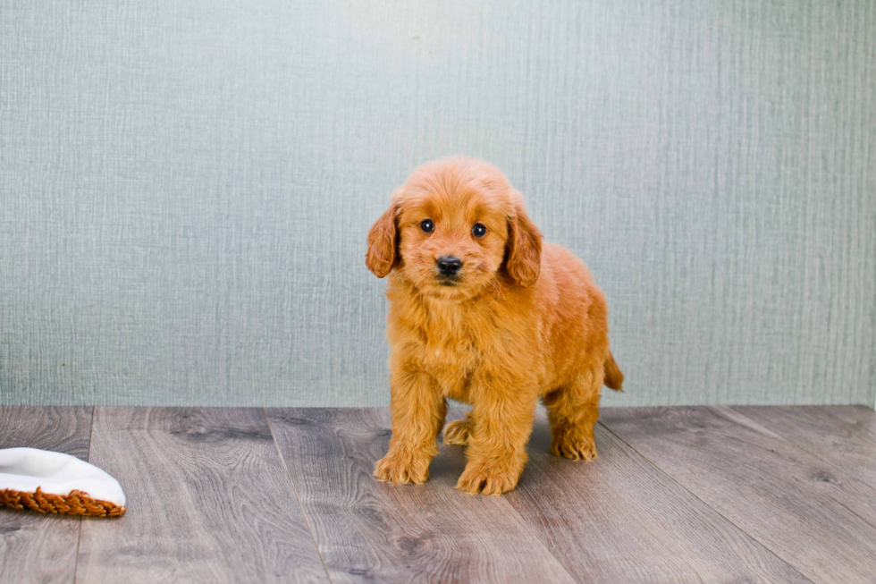 Fluffy Mini Goldendoodle Poodle Mix Pup